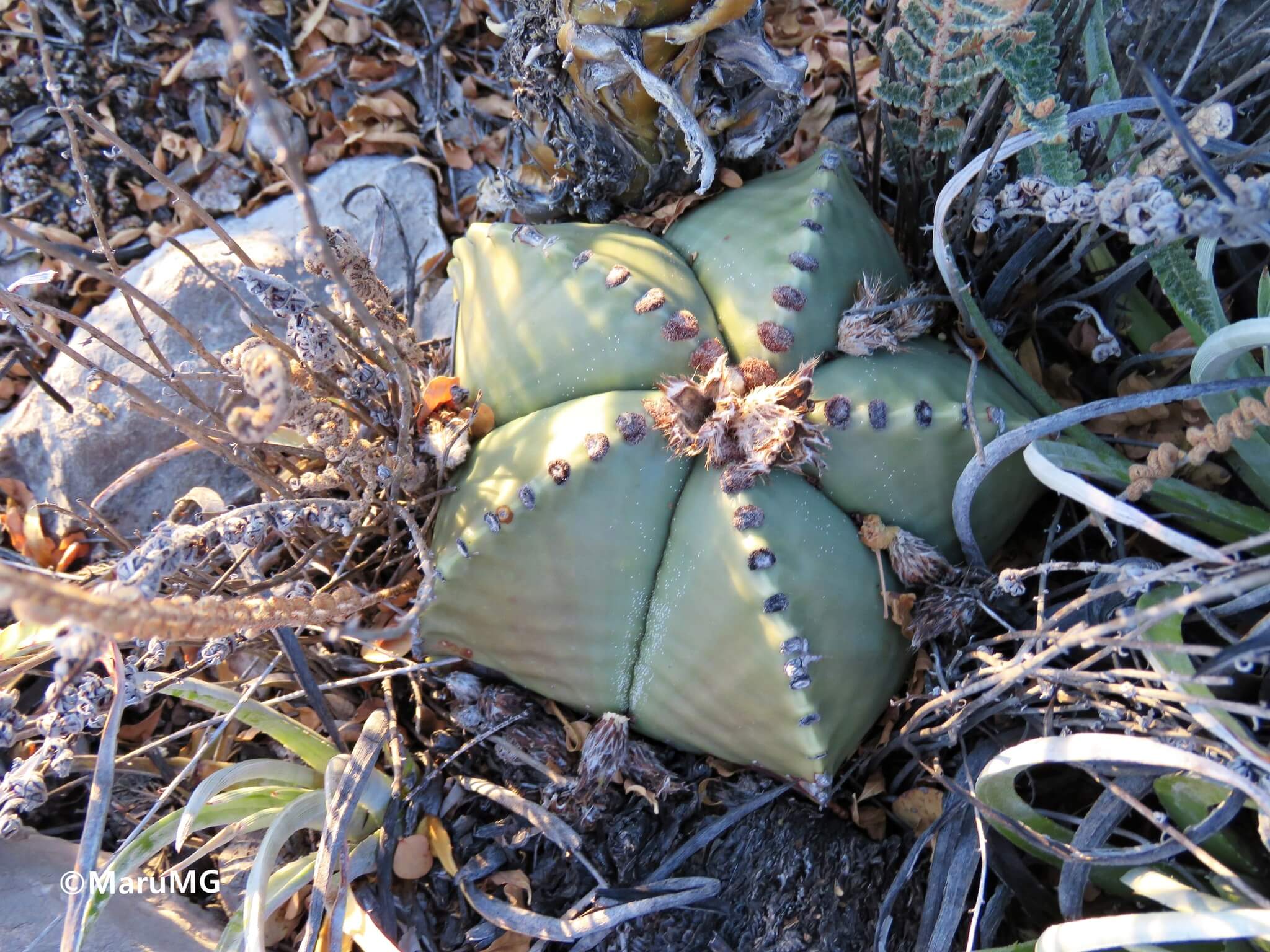 Astrophytum myriostigma nudum 